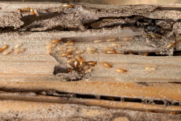 Best Best Pest Control Companies  in Dandridge, TN